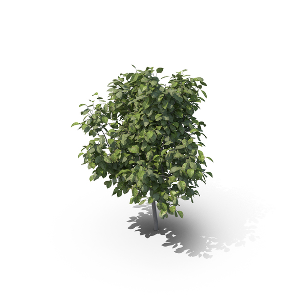 Lemon Tree PNG & PSD Images