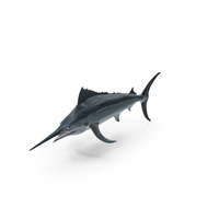 Black Marlin PNG & PSD Images
