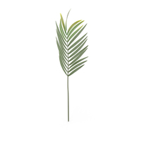 Faux Palm Leaf PNG & PSD Images