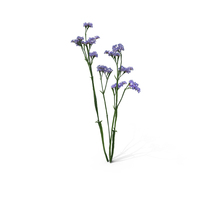 Wavyleaf Sea Lavender PNG & PSD Images