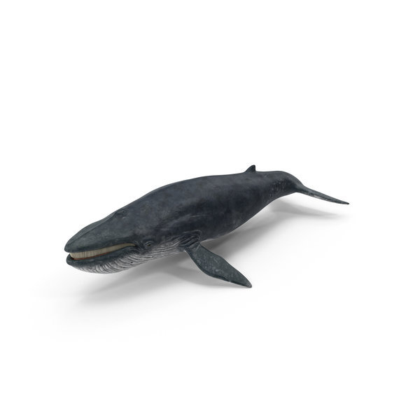 Blue Whale PNG & PSD Images