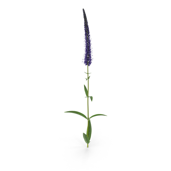 Veronica Longifolia PNG & PSD Images