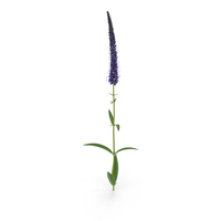 Veronica Longifolia PNG和PSD图像