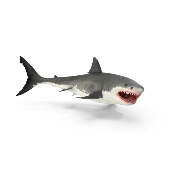 Great White Shark PNG & PSD Images