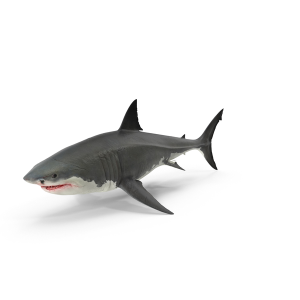 Great White Shark PNG & PSD Images