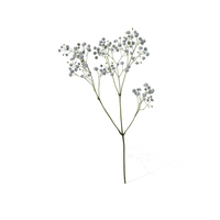 Baby's Breath PNG & PSD Images