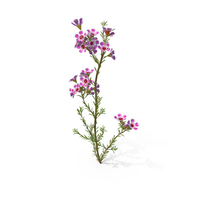 Geraldton Waxflower PNG & PSD Images