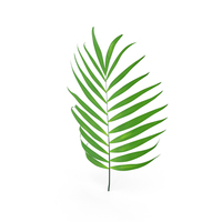 Parlour Palm Branch PNG & PSD Images