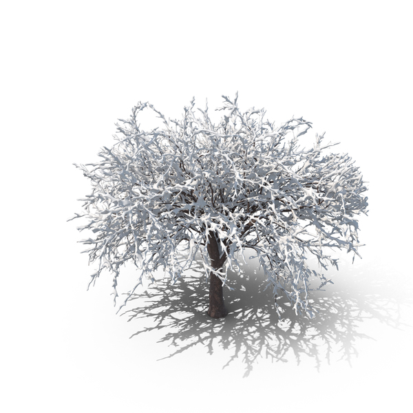 Winter Cherry Tree Png Images Psds For Download Pixelsquid Sa Winter Cherry Tree Png Images Psds For Download Pixelsquid Sa
