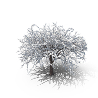 Winter Cherry Tree PNG & PSD Images