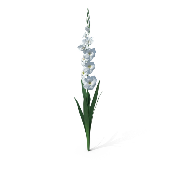 Gladiolus PNG & PSD Images