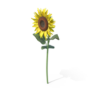 Sunflower PNG & PSD Images