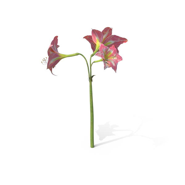 Amaryllis PNG & PSD Images