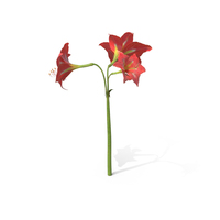 Amaryllis Red PNG & PSD Images