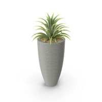 House Plant PNG & PSD Images