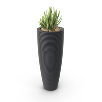 House Plant PNG & PSD Images