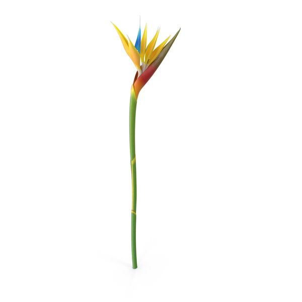 Bird-of-Paradise Flower PNG & PSD Images
