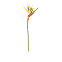 Bird-of-Paradise Flower PNG & PSD Images