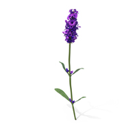 English Lavender PNG & PSD Images