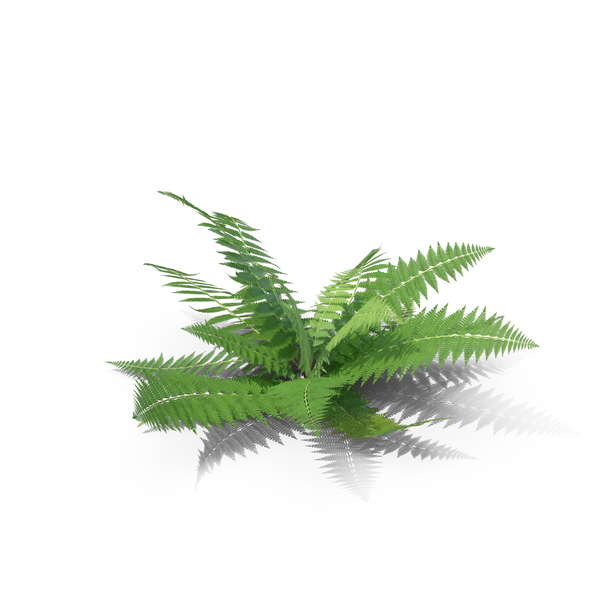 Fern PNG & PSD Images