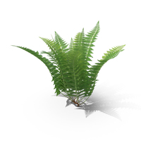Fern PNG & PSD Images