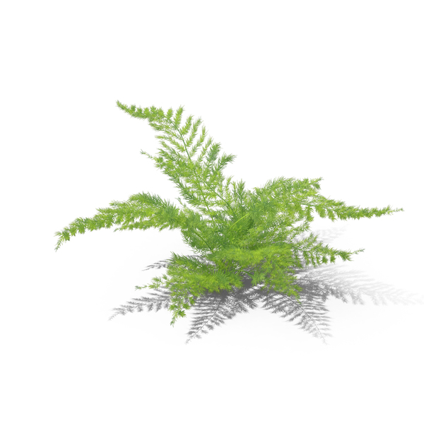 Fern PNG & PSD Images