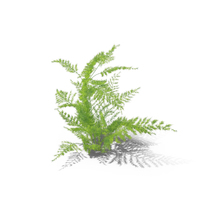 Fern PNG & PSD Images