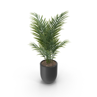 House Plant PNG & PSD Images