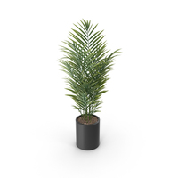 Potted Palm Plant PNG & PSD Images