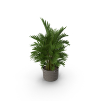 Potted Palm Plant PNG & PSD Images