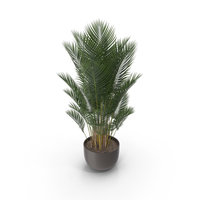 Potted Plant PNG & PSD Images
