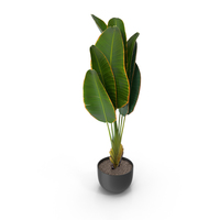 Potted Plant PNG & PSD Images