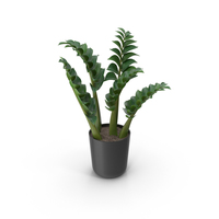 House Plant PNG & PSD Images
