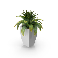 House Plant PNG & PSD Images
