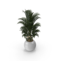 Potted Palm Plant PNG & PSD Images