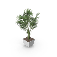 Potted Palm Plant PNG & PSD Images