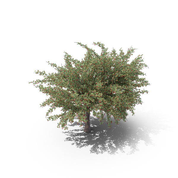 Cherry Tree PNG & PSD Images