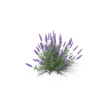 Lavandula PNG & PSD Images