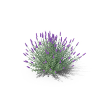 Lavandula PNG & PSD Images