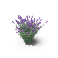 Lavandula PNG & PSD Images