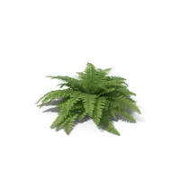 Fern PNG & PSD Images