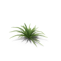 Fern PNG & PSD Images