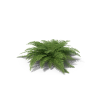 Fern PNG & PSD Images