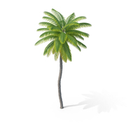 Coconut Palm Tree PNG & PSD Images