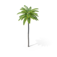 Coconut Palm Tree PNG & PSD Images