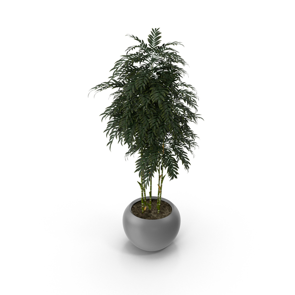 House Plant PNG & PSD Images House Plant PNG & PSD Images