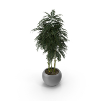 House Plant PNG & PSD Images
