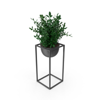 House Plant PNG & PSD Images
