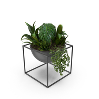 House Plant PNG & PSD Images