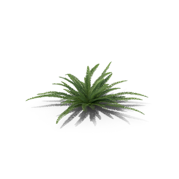 Fern Sword PNG & PSD Images